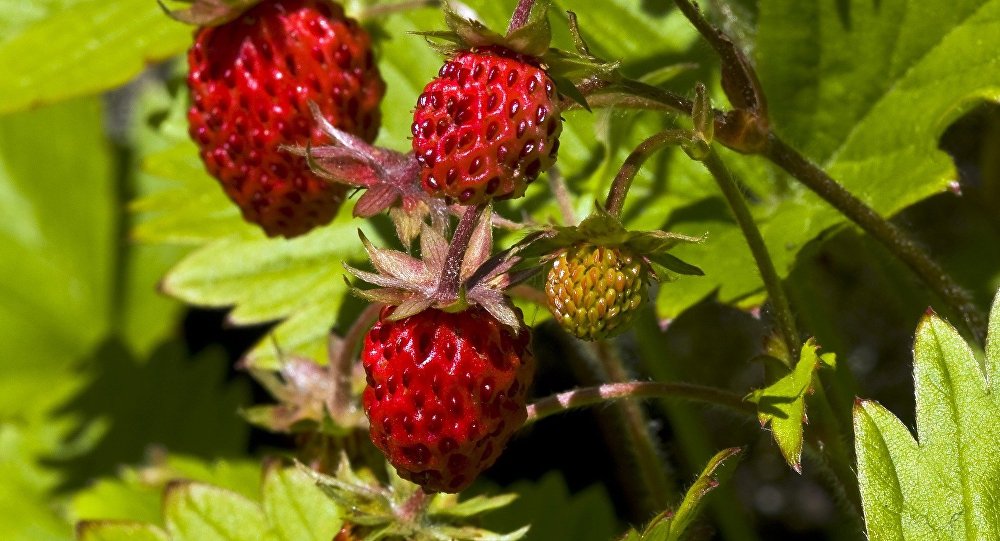 Fraises vs sanctions: les voies insoupçonnées de la collaboration russo-italienne