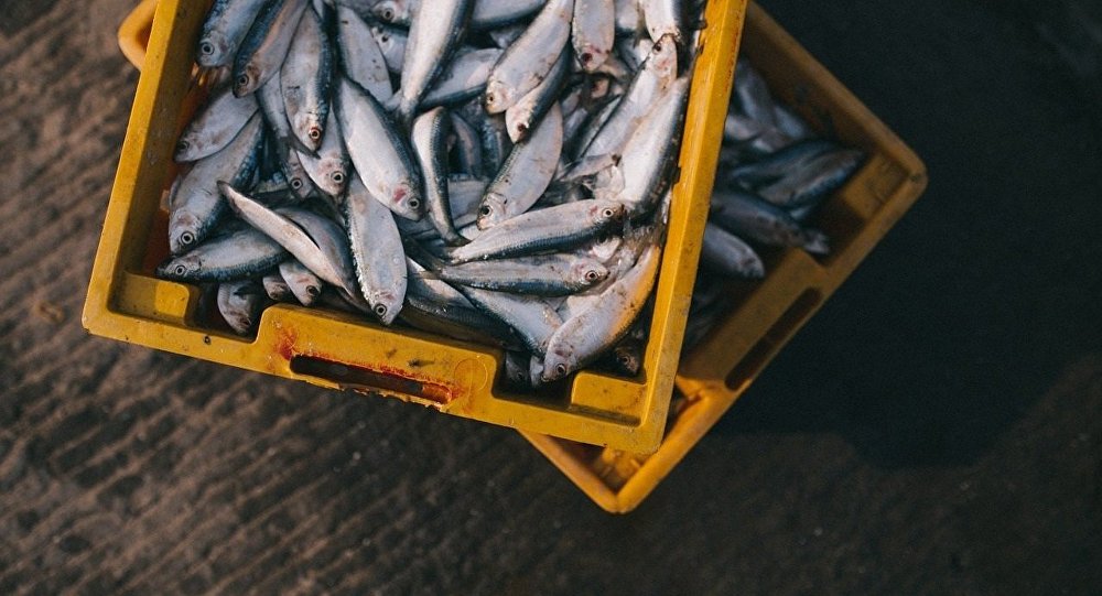 Pêche électrique: petits pêcheurs Vs requins de la grosse industrie