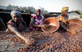 La Côte d’Ivoire va mener un audit de sa filière de cacao en difficultés