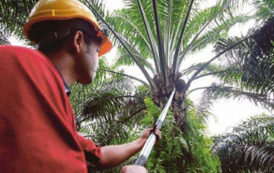 La Malaisie fustige les positions de l’UE sur l’huile de palme