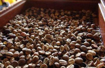 Ouganda : recul de 10% des exportations de café en janvier