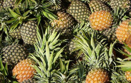 Ghana : la FPMAG sollicite un financement de 10 millions $ pour booster la filière ananas