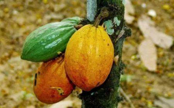 Côte d’Ivoire : l’USDA va investir 14,6 millions $ dans la filière cacao