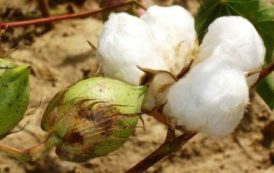 Coton : une bonne année en perspective pour les producteurs africains