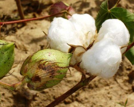 Coton : une bonne année en perspective pour les producteurs africains