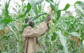 Centrafrique : le FIDA injectera 12,4 millions $ dans l’agriculture