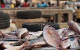 Ghana : les importations de poissons et de fruits de mer ont atteint 311 millions $ en 2018