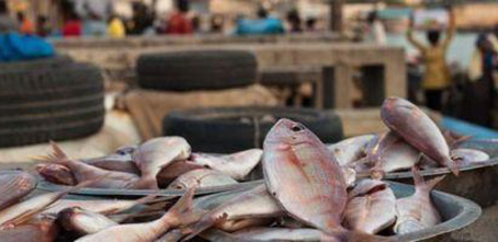 Ghana : les importations de poissons et de fruits de mer ont atteint 311 millions $ en 2018