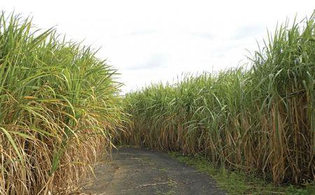 Afrique du Sud : la taxe sur les boissons sucrées pourrait faire perdre 13 200 hectares de canne à l’industrie sucrière