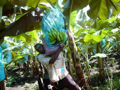 Les secteurs primaire et tertiaire demeurent le moteur de la croissance du Cameroun, au 4ème trimestre 2017