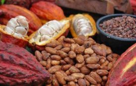 Le Ghana et la Côte d’Ivoire arrêteront les ventes de cacao pour la saison 2020/2021