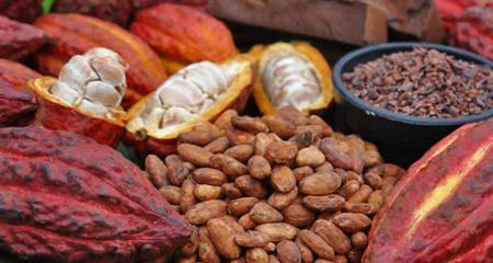 Le Ghana et la Côte d’Ivoire arrêteront les ventes de cacao pour la saison 2020/2021