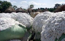 Côte d’Ivoire : l’exportation de la fibre de coton par voie terrestre sera interdite durant la campagne de commercialisation 2017/2018