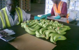 Bananes douces en Côte d’Ivoire: Forces et faiblesses d’une filière en pleine expansion