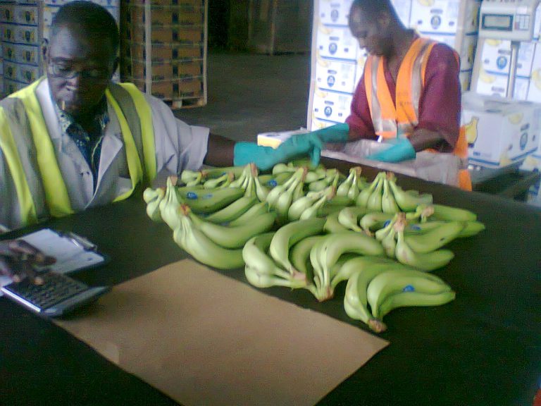 Bananes douces en Côte d’Ivoire: Forces et faiblesses d’une filière en pleine expansion