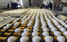 Des millions d’œufs néerlandais contaminés sont retirés du marché