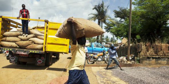 Cacao : comment la filière camerounaise cherche à sortir de la crise