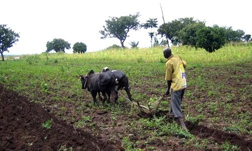 Plus de 190 millions de FCfa de financements pour les acteurs agricoles de la partie septentrionale du Cameroun