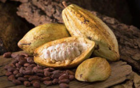 Côte d’Ivoire : le système de vente du cacao s’aligne sur le modèle ghanéen