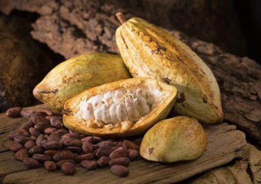 Côte d’Ivoire : le système de vente du cacao s’aligne sur le modèle ghanéen