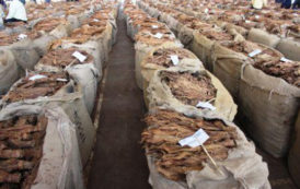 Malawi : les recettes d’exportation du tabac atteignent 285,2 millions $ au mois d’août