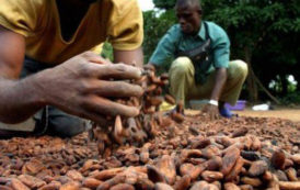 Le Ghana et la Côte d’Ivoire franchissent une nouvelle étape dans leur coopération sur le cacao