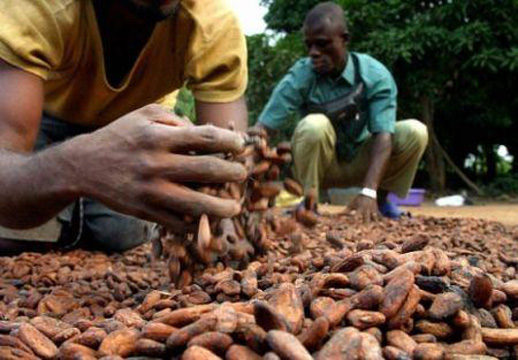 Le Ghana et la Côte d’Ivoire franchissent une nouvelle étape dans leur coopération sur le cacao