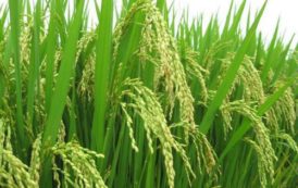 Le Cameroun peaufine un programme de développement de la riziculture dans la partie septentrionale du pays