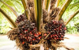 L’Etat camerounais accorde un appui de 3,6 milliards FCFA à l’Union des exploitants de palmier à huile du Cameroun
