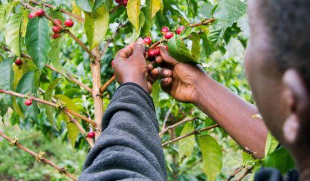 Kenya : la valeur des exportations de café chute de 13 %, d’octobre à janvier