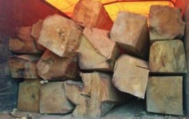 Mozambique : les exportations de bois transformé ont rapporté 84,5 millions $ en 2017