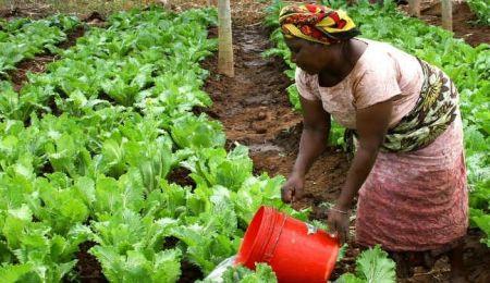 La BAD prend une participation de 15 millions $ dans le Fonds pour la sécurité alimentaire en Afrique