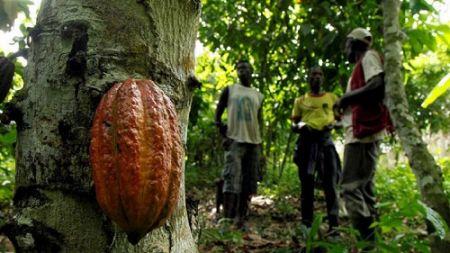 Ghana : la faible production de cacao pousse les transformateurs à se tourner vers les importations