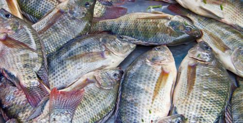 Le Cameroun a importé 181 678 tonnes de poissons à 114,3 milliards FCFA en 2017, principalement sur le marché africain
