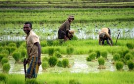 Le Cameroun bénéficiera de l’appui du Fao pour la promotion de la riziculture