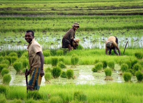 Le Cameroun bénéficiera de l’appui du Fao pour la promotion de la riziculture