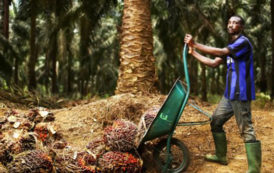 Huile de palme : pourquoi la Socapalm veut briser le plafond des prix ?