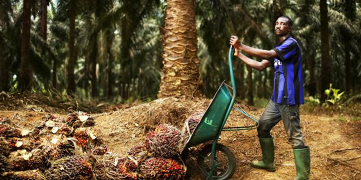 Huile de palme : pourquoi la Socapalm veut briser le plafond des prix ?