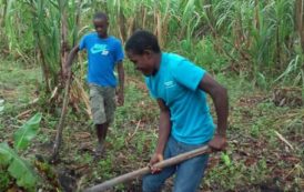 Les pays de l’Afrique centrale recensent les mesures pour l’essor de l’emploi décent des jeunes dans l’agriculture