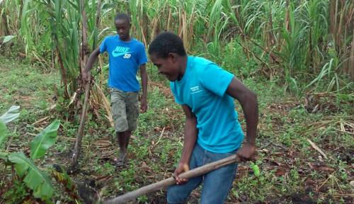 Les pays de l’Afrique centrale recensent les mesures pour l’essor de l’emploi décent des jeunes dans l’agriculture