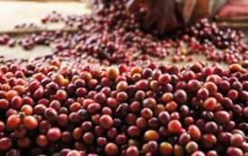 Café : la production africaine pourrait croître de 2 à 3 millions de tonnes par an, d’ici 2023