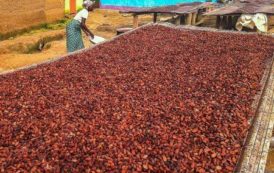 Le Ghana devrait puiser dans le Fonds de stabilisation pour payer les producteurs de cacao en 2017/2018