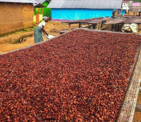 Le Ghana devrait puiser dans le Fonds de stabilisation pour payer les producteurs de cacao en 2017/2018