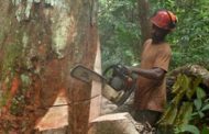Des investisseurs vietnamiens intéressés par l’exploitation forestière et l’exportation de riz au Gabon
