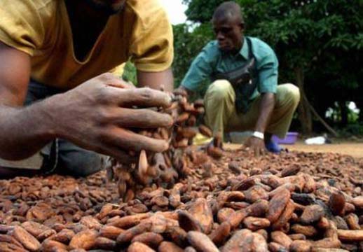 Nigéria : la production de cacao est prévue pour rebondir en 2017/2018