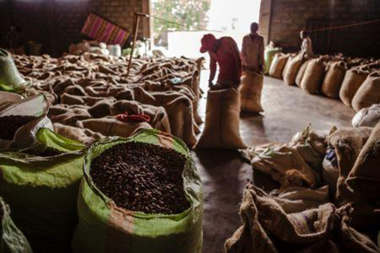 Café : le Forum mondial des producteurs demande à l’industrie de s’attaquer à la baisse des prix