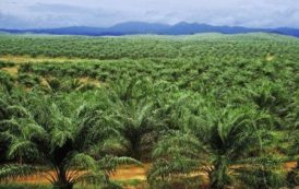 La France durcit le ton sur la question de l’huile de palme