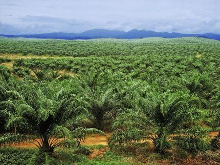 La France durcit le ton sur la question de l’huile de palme