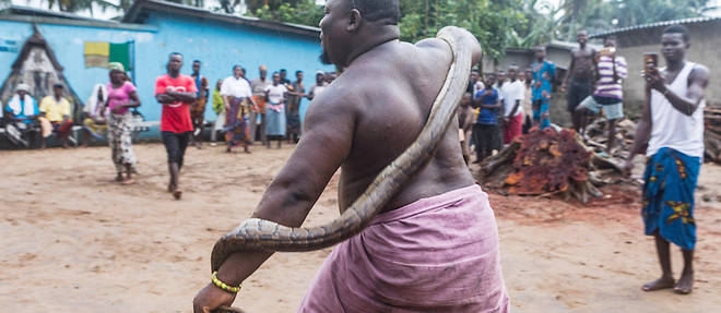 Morsure de serpent : cette plaie que l’Afrique subsaharienne veut ignorer