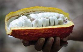 La Côte d’Ivoire et le Ghana s’engagent à pérenniser la norme sur le cacao durable et traçable